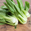 Chou de Chine Pak Choi 300 graines