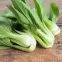 Chou de Chine Pak Choi 300 graines