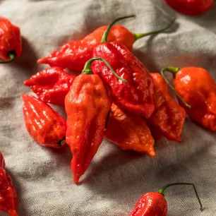 Piment Bhut Jolokia rouge 15 graines