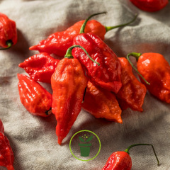 Piment Bhut Jolokia rouge 15 graines