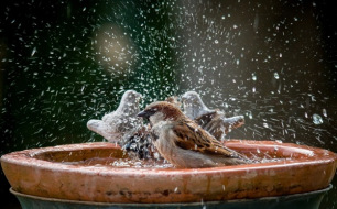 Comment accueillir le moineau au jardin