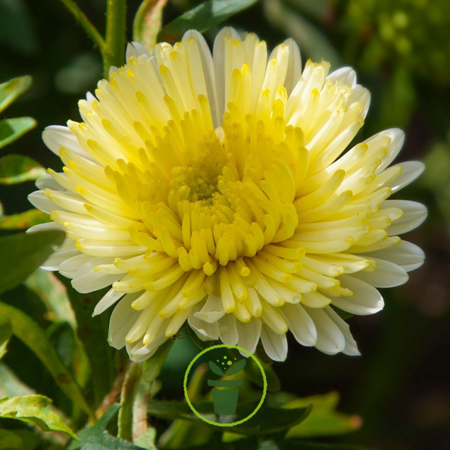 Reine-Marguerite Géante Princess Yellow 200 graines