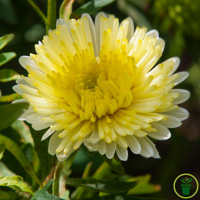 Reine-Marguerite Géante Princess Yellow 200 graines