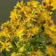 Millepertuis - Hypericum perforatum 1000 graines