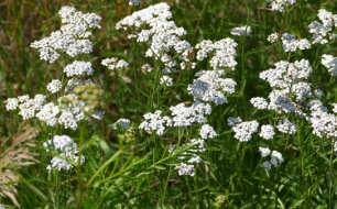Achillée millefeuille : une ornementale aux multiples atouts