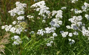 Achillée millefeuille : une ornementale aux multiples atouts