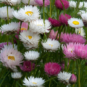 Acroclinium double varié (Helipterum) 350 graines