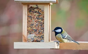 Mangeoires pour oiseaux et écureuils : comment les placer et les entretenir ?