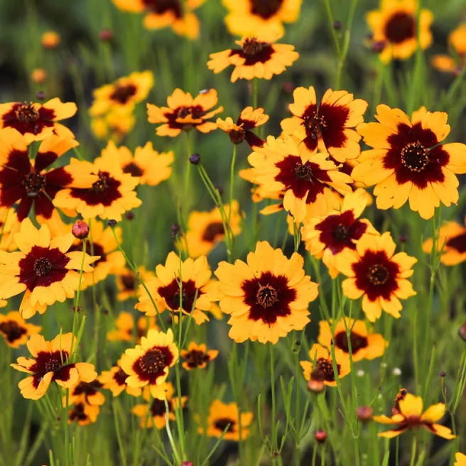 Cosmidium burridgeanum Brunette 150 graines