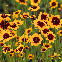 Cosmidium burridgeanum Brunette 150 graines