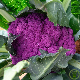 Chou-fleur Violet de Sicile 150 graines