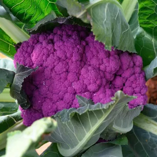 Chou-fleur Violet de Sicile 150 graines