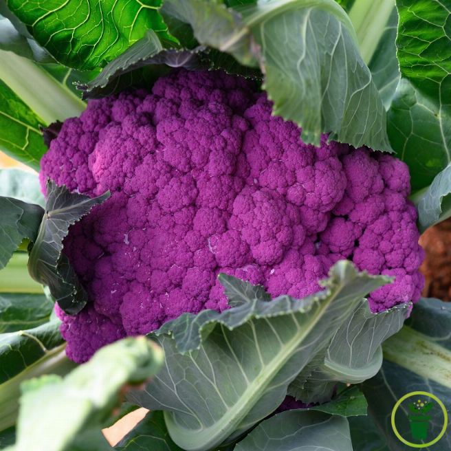 Chou-fleur Violet de Sicile 150 graines