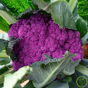 Chou-fleur Violet de Sicile 150 graines