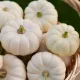 Potiron Baby Boo Blanc 15 graines