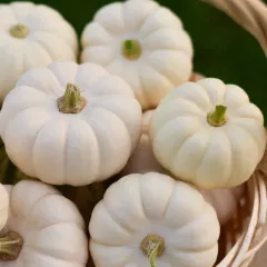 Potiron Baby Boo Blanc 15 graines