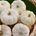 Potiron Baby Boo Blanc 15 graines