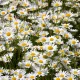 Marguerite Reine de Mai 3500 graines