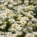 Marguerite Reine de Mai 3500 graines