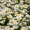 Marguerite Reine de Mai 3500 graines