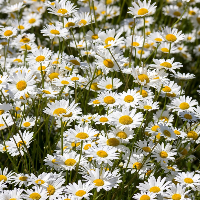 Graines De Marguerites - Lot De 100 Pour Jardin Fleuri