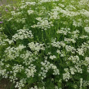 Carvi (Carum carvi) 750 graines