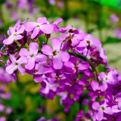 Julienne des Dames Sweet Rocket rose 1100 graines