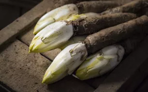 Cultivez chicons ou endives à la maison : le forçage