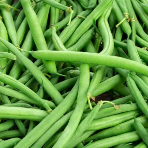 Haricot nain Prélude