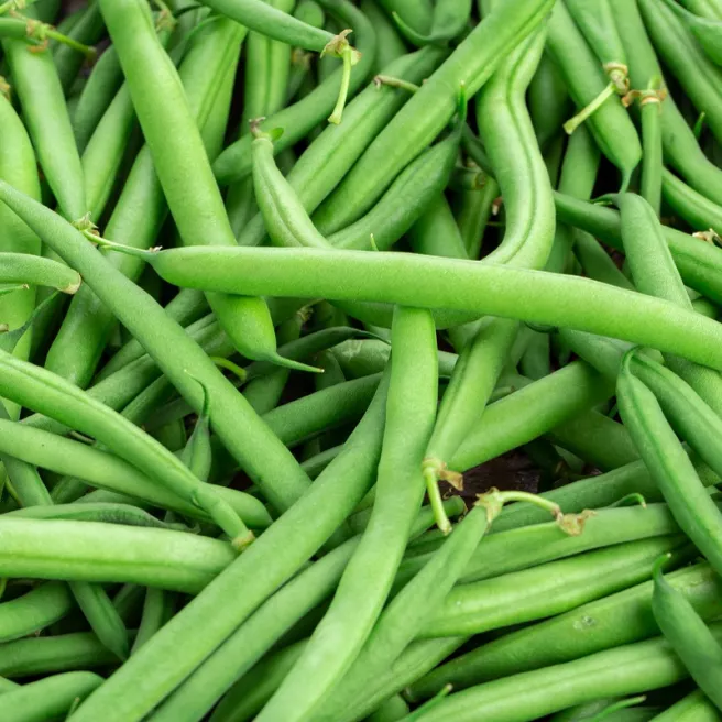 Haricot nain Prélude