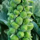 Chou de Bruxelles Groninger 300 graines