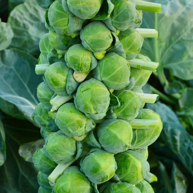 Chou de Bruxelles Groninger 300 graines