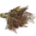 Fenouil Bronze (pourpre) 200 graines