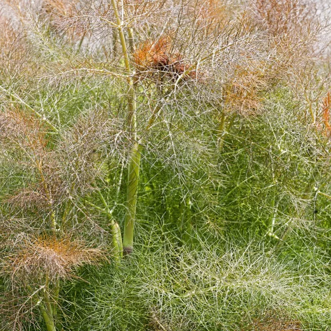 Fenouil Bronze (pourpre) 200 graines