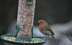 Rouge-gorge, un oiseau bien utile dans votre jardin, toute l’année !