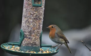 Rouge-gorge, un oiseau bien utile dans votre jardin, toute l’année !