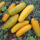 Concombre jaune Gele Tros 15 graines