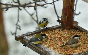 Mélanges de graines pour oiseaux du jardin durant l’hiver
