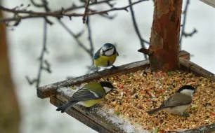 Mélanges de graines pour oiseaux du jardin durant l’hiver