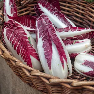 Chicorée Rouge de Trévise 2 grammes