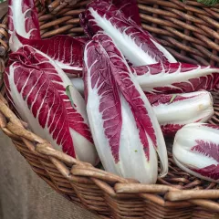 Chicorée Rouge de Trévise 2 grammes