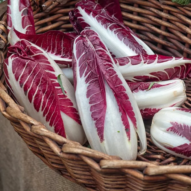 Chicorée Rouge de Trévise 2 grammes