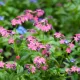 Myosotis des Alpes Rose Carmin 450 graines