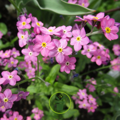 Myosotis des Alpes Rose Carmin 450 graines