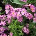Myosotis des Alpes Rose Carmin 450 graines