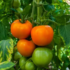 Tomate Arancia Zloty Ozarowski Orange 60 graines