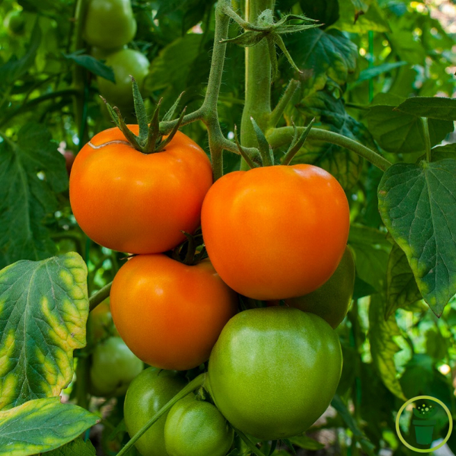 Tomate Arancia Zloty Ozarowski Orange 60 graines