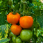 Tomate Arancia Zloty Ozarowski Orange 60 graines