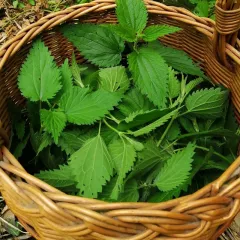 Ortie commune – Urtica dioïca 3000 graines