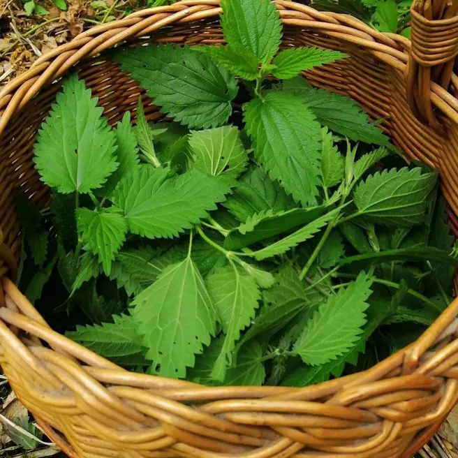 Ortie commune – Urtica dioïca 3000 graines